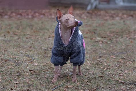 Cute American Hairless Terrier In The Beautiful Pet Coat Is Standing In