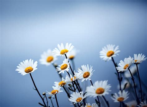 HD Daisy Wallpapers Free Download