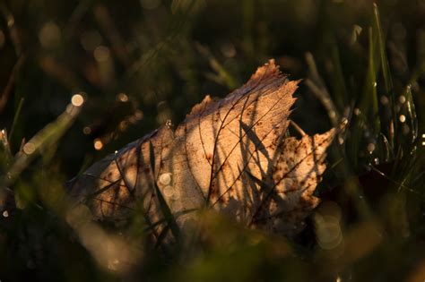 Wallpaper Sunlight Forest Nature Reflection Grass Branch Green