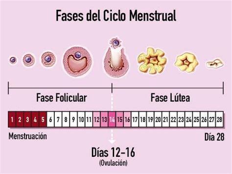 El Ciclo Menstrual Slide Set