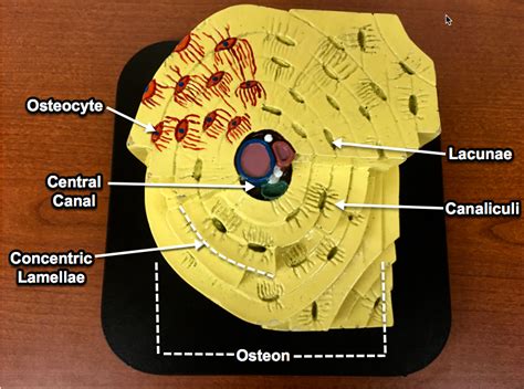 Osteon Diagram Quizlet