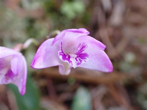 Pink Rock Orchid Pink Rock Orchid Dendrobium Kingianum G Flickr