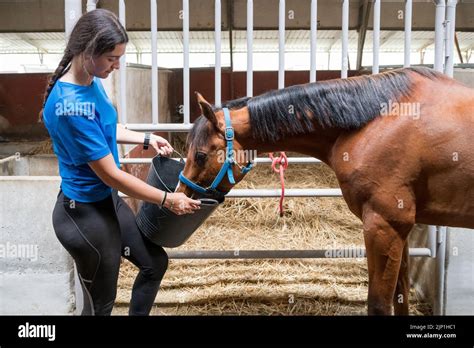 Horse Feeding Horses Feed Feedings Stock Photo Alamy