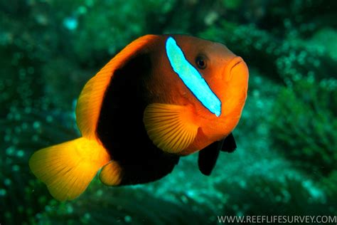 Pez Payaso Canela Amphiprion Inaturalist