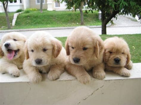 Dog's House: foto - foto anjing ras Golden Retriever