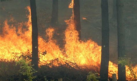 Se Declara Alerta Roja Para Carahue Por Incendio Forestal Temuco Diario