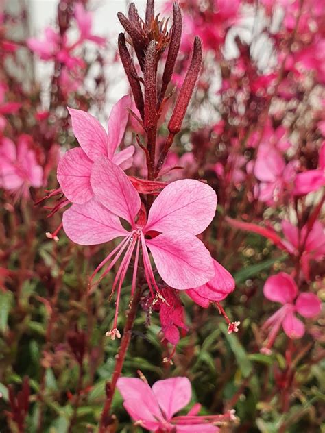 Gaura Lindheimeri Belleza Dark Pink Pot De 5l