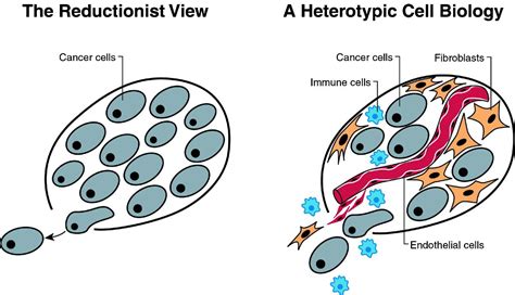 The Hallmarks Of Cancer Cell