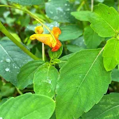 Jewelweed: Benefits and Uses