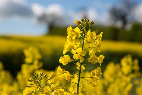 Field Of Yellow Canola Free Stock Photo Public Domain Pictures