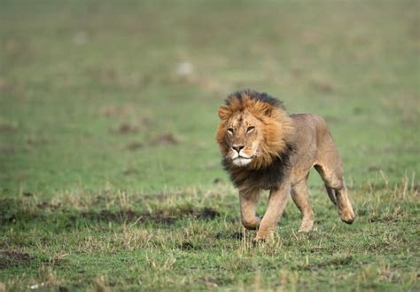 Female Lion Running Fast