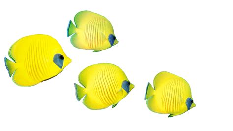 Peixe Amarelo Animais Imagens Grátis No Pixabay Pixabay