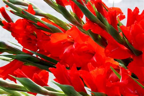 Download Red Flower Flower Nature Gladiolus Hd Wallpaper