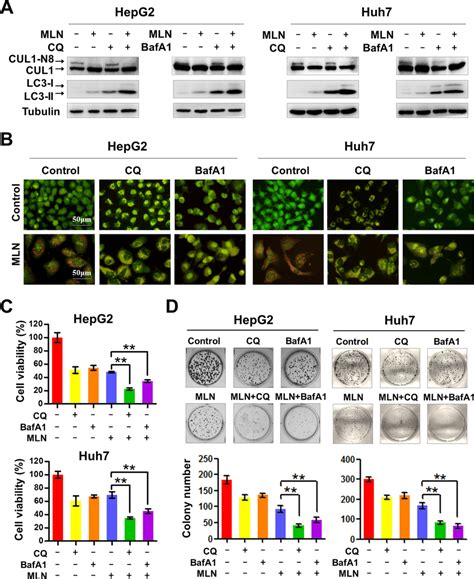 Blockage Of Autophagy Enhances Mln Induced Suppression Of