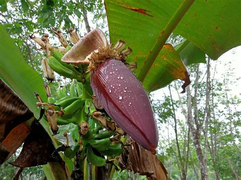 Wajib Tahu Ini Khasiat Jantung Pisang Untuk Kesehatan Ternyata Banyak