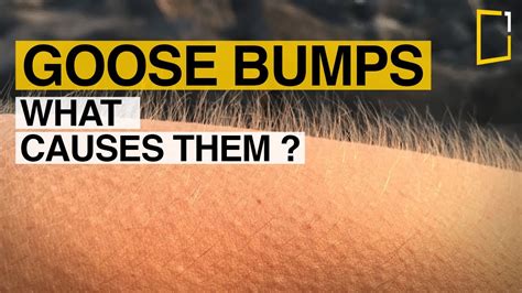 Why Do Humans Get Goosebumps When They Are Cold Or Under Other