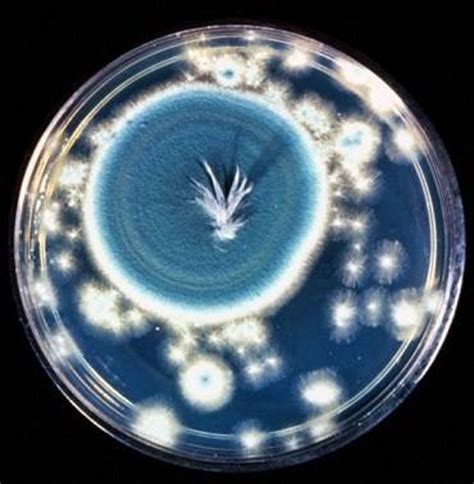 Petri Dish With Penicillin Mold Growing On It And Displacing The