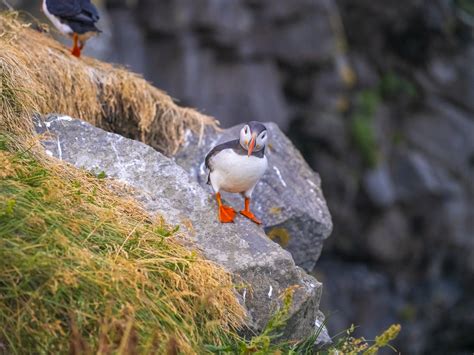 Pretty Puffins Black Sand Beach Reynisfjara Southern Icela Flickr