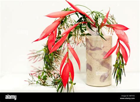 New York City, New York, USA. Exotic floral arrangement Stock Photo - Alamy