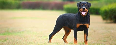 Rottweiler Dog Breed Facts And Information Wag Dog Walking