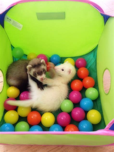 Pin by Alyssa on Animals in 2024 | Cute ferrets, Pet ferret, Baby ferrets