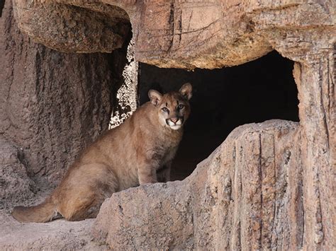 Mountain Lion Home