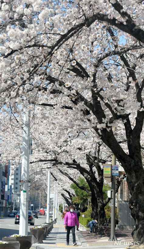 満開の桜の下散歩を楽しむ市民たち Chosun online 朝鮮日報