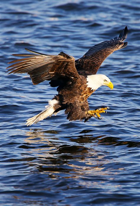 Fond D Cran Aigle Oiseau Pygargue T Te Blanche Aigle Oiseau De Proie