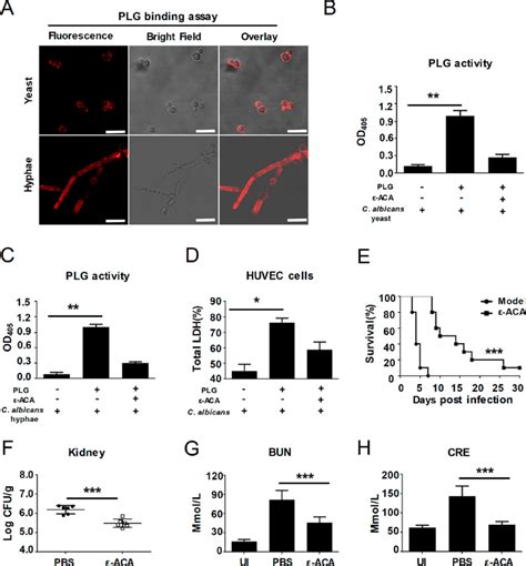 C Albicans Activates Host Plasminogen To Promote Invasive Infection