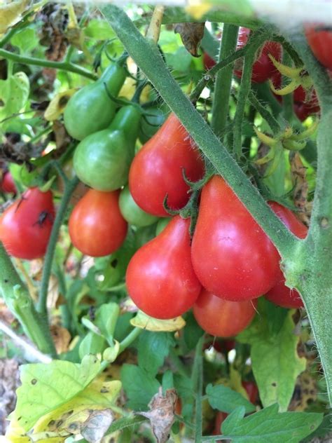 Rotes Birnchen rote Cocktailtomate Red Pear birnenförmige Tomate