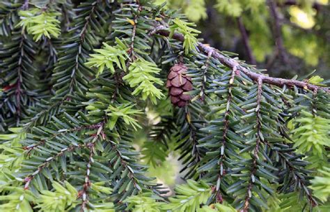 Tsuga Canadensis 'Pendula' Dwarf Weeping Hemlock, 60% OFF