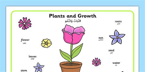 Plant Growth Word Mat Arabic Translation Professor Feito