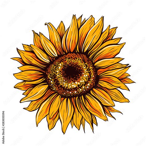 Sunflower hand drawn vector illustration. Beautiful orange flower bud ...