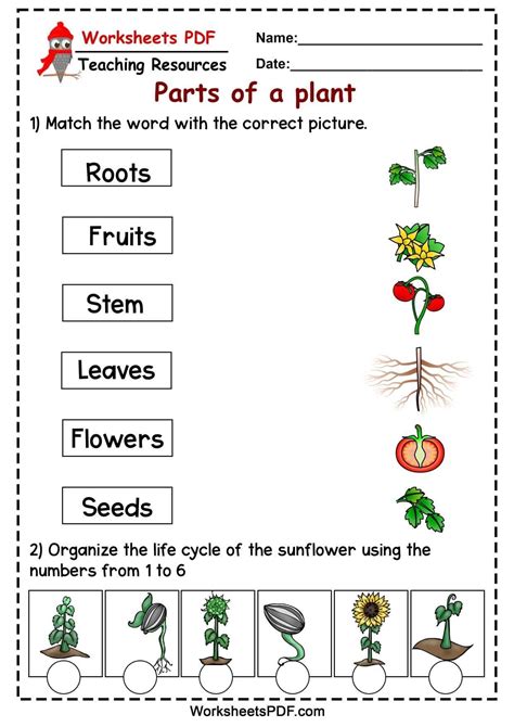 Pin By Aracely Romero On English Plants Worksheets Parts Of A Plant