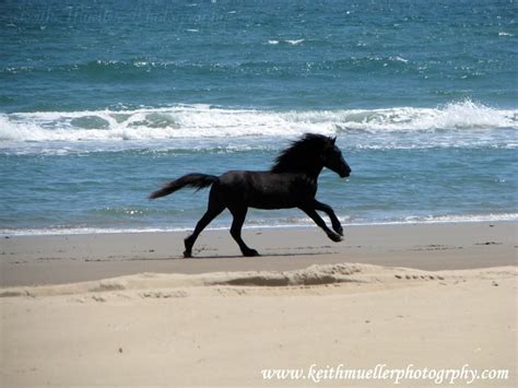 Black Horse Running On Beach