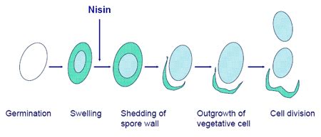 Bacterial Endospores | Definition, Development & Function - Lesson ...