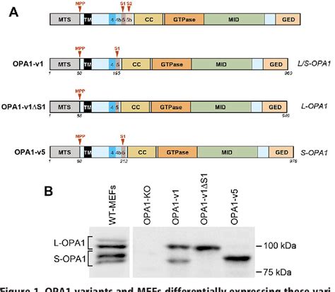 Figure 1 From The Short Variant Of The Mitochondrial Dynamin Opa1