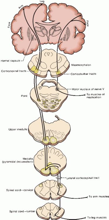 Corticobulbar Tract Cross Section