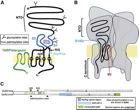 The Role Of The Glur2 Subunit In Ampa Receptor Function And Synaptic