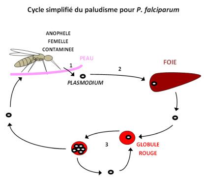 Paludisme Cycle Physiopathologie Du Paludisme Cycle De Vie Du