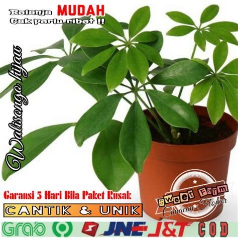 Jual Schefflera Arboricola Tanaman Hias Walisongo Shopee Indonesia