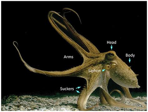 The Octopus A Unique Animal For Studying The Brain · Frontiers For