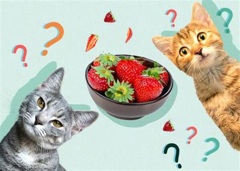 Can Cats Eat Strawberries Vet Approved Diet Facts And Faq Catster