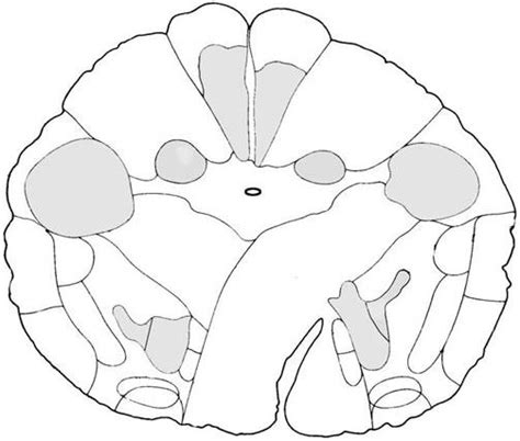 Medulla At Level Of Pyramidal Decussation Diagram Quizlet