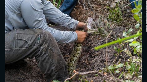 Largest Burmese Python Captured In Florida Cnn