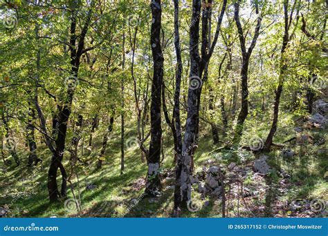 Idyllic Hiking Trail Through Fir Forest From Sveti Stefan To Goli Vrh