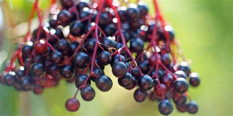 Elderberry Uses Benefits And Side Effects Health Fitness Design