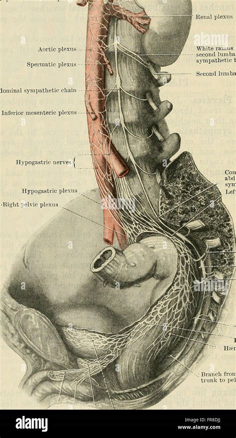 Cunningham de libro de texto de anatomía 1914 Fotografía de stock Alamy