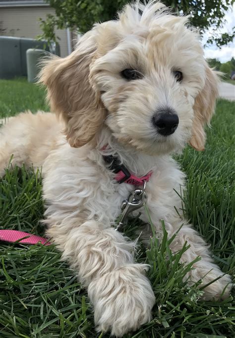Reviews - Read Testimonials from Crockett Doodles Puppy Owners