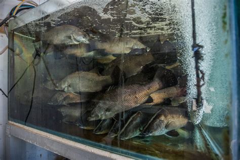 What Is Aquaculture Inside The Hidden World Of Fish Farming